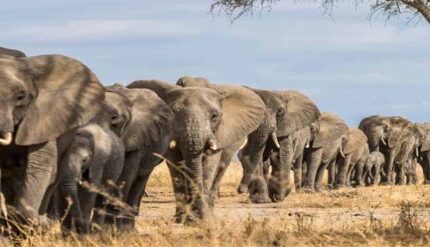 Trip to Côte d' Ivoire (Ivory Coast) West Africa